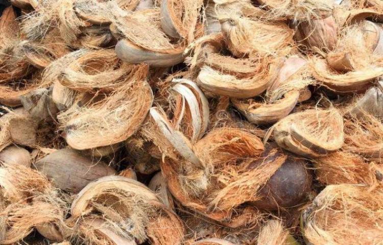 Manfaat Sabut Kelapa Limpah dan Serbaguna
