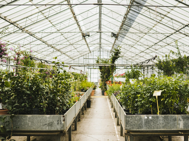 Tips Sukses Usaha Greenhouse