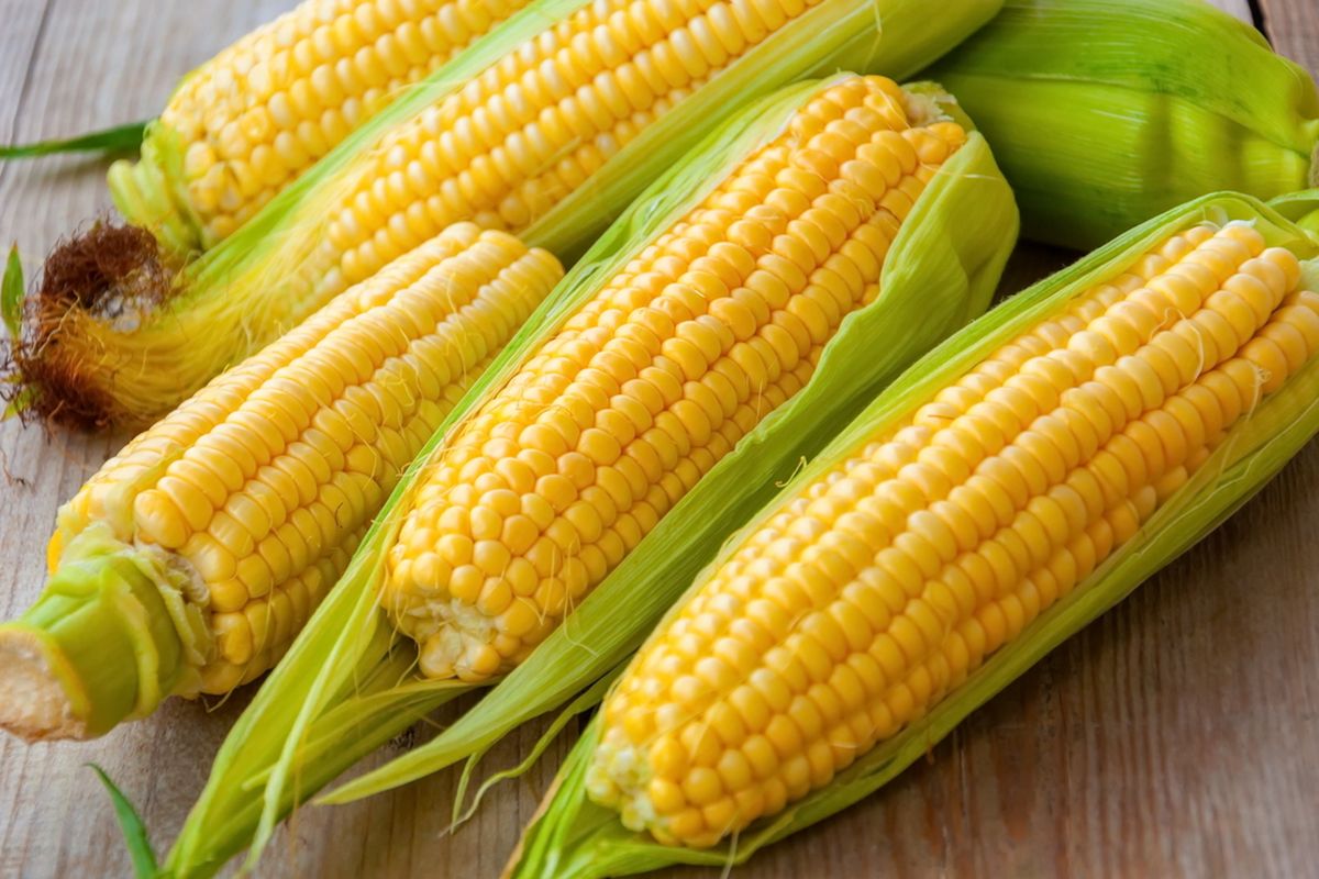 Alat Penggiling Jagung Halus Kasar