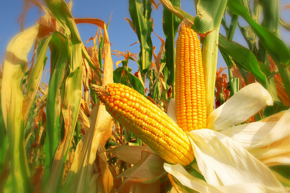 Mesin Pemisah Bonggol Jagung