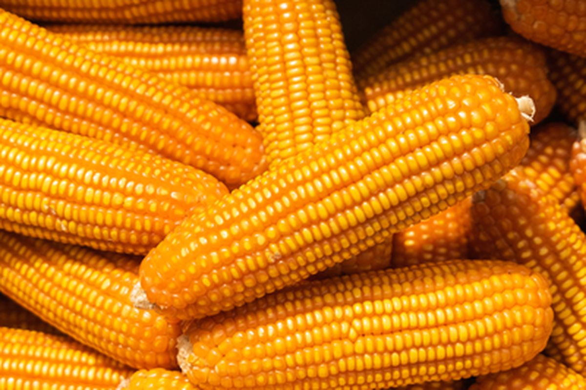 Alat Penggiling Jagung Halus Kasar