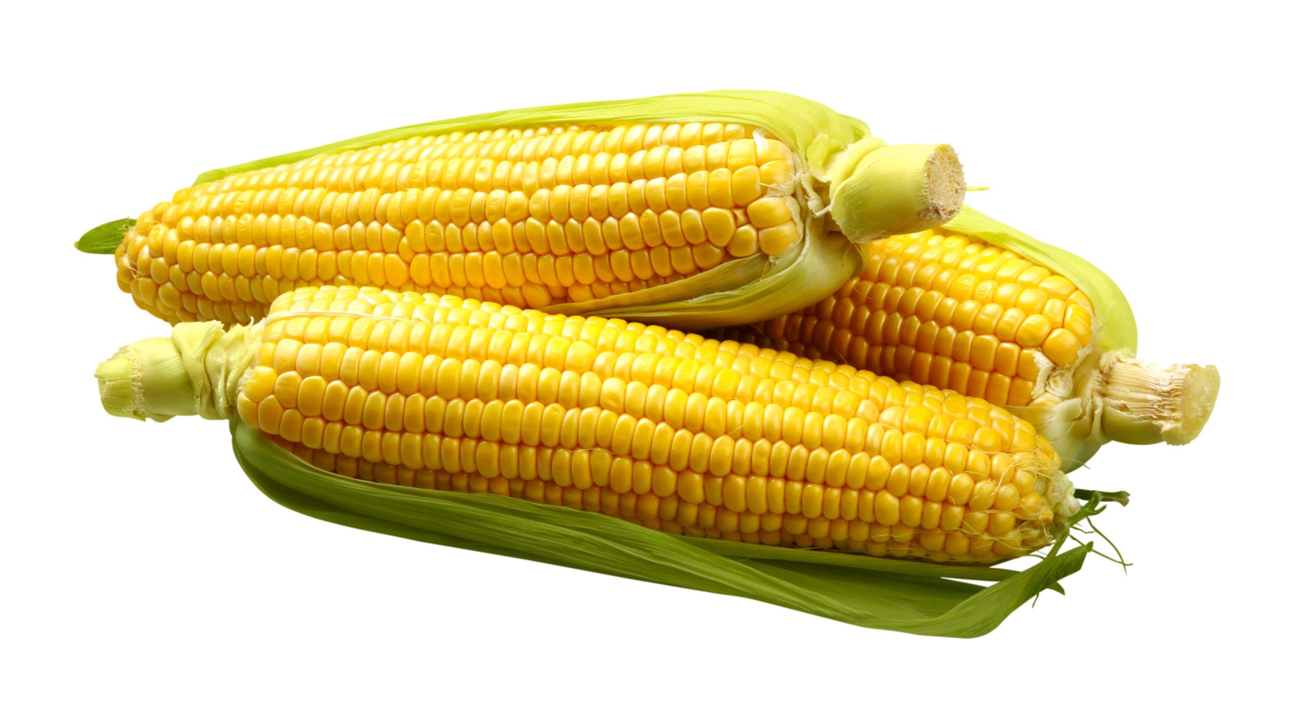 Mesin giling jagung pakan ternak