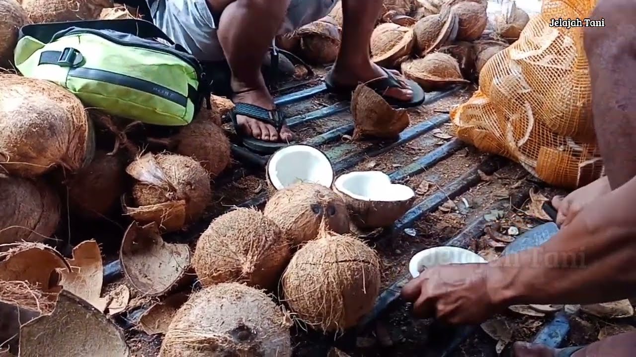 parutan kelapa skala usaha