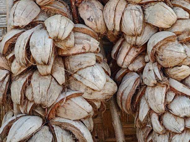 Sabut kelapa sebagai bahan pengisi natural