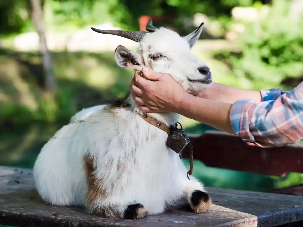 tips memilih bibit kambing unggul