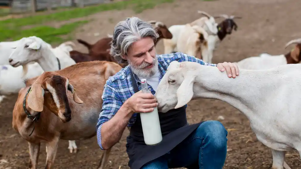 manfaat susu kambing bagi kesehatan
