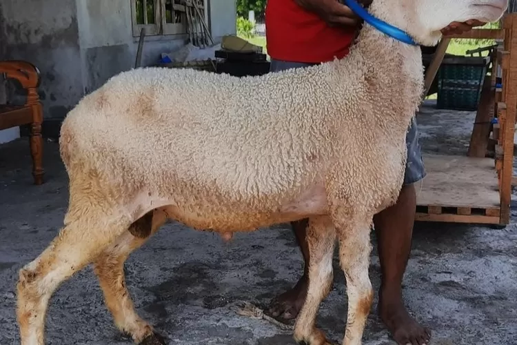 cara mengatasi stres pada kambing