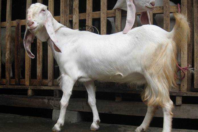 ciri kambing kekurangan nutrisi