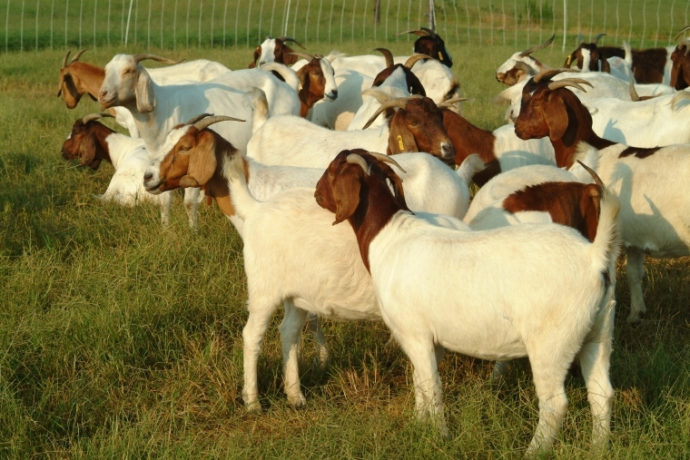 pengelolaan kambing di dataran tinggi