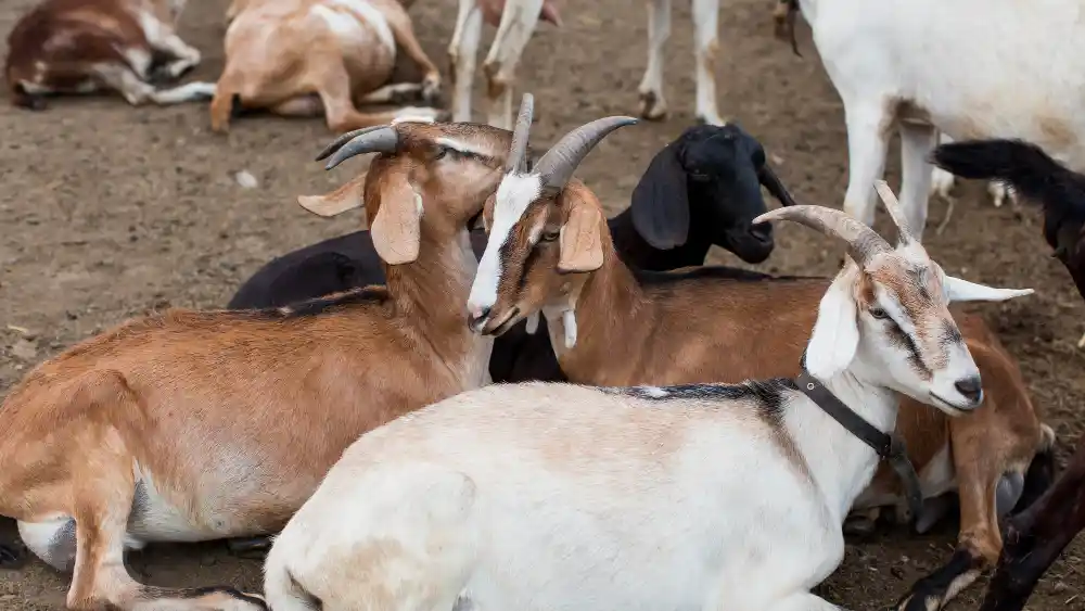 Produktivitas Ternak Kambing dengan Manajemen Efektif