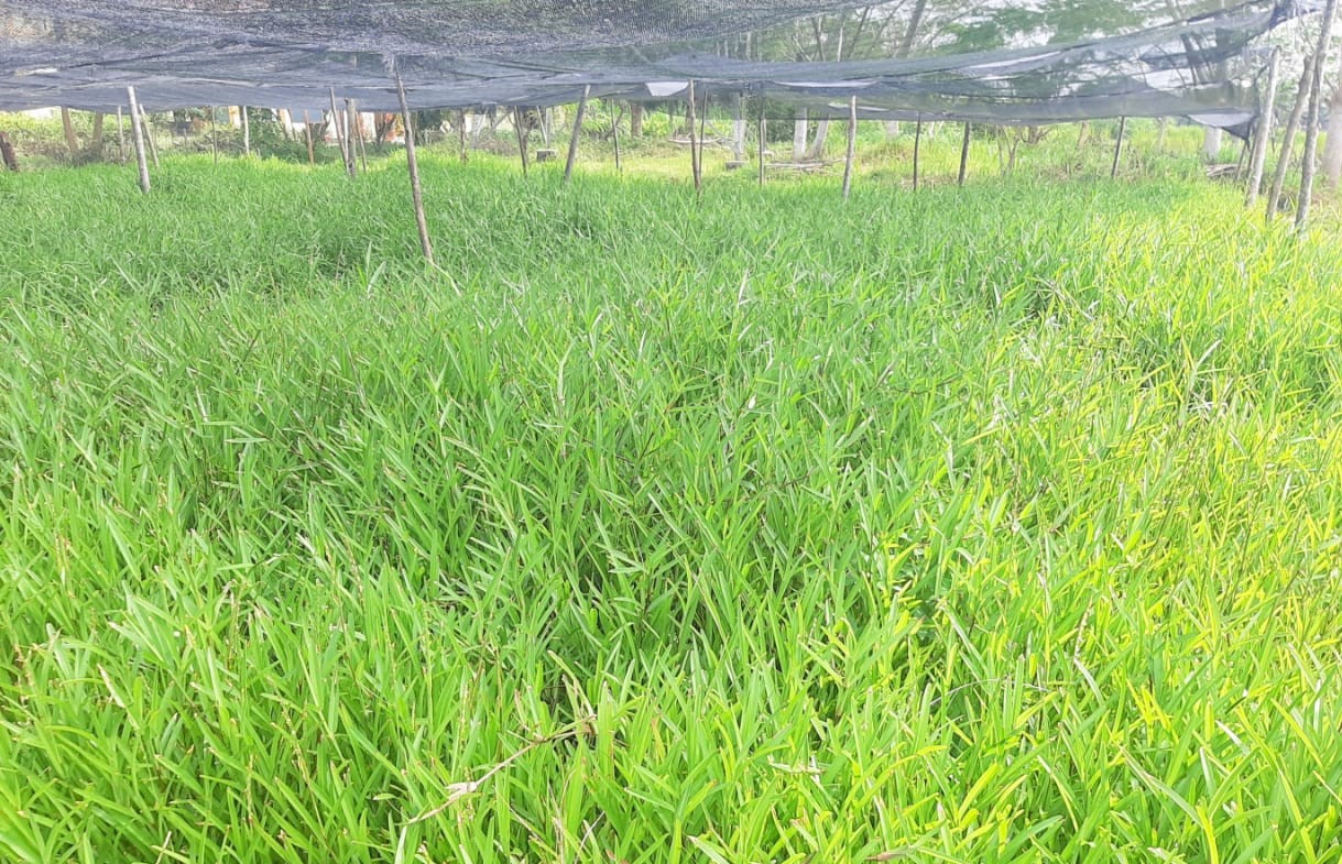 Varietas Rumput Ternak Terbaik untuk Ternak Sehat dan Produktif