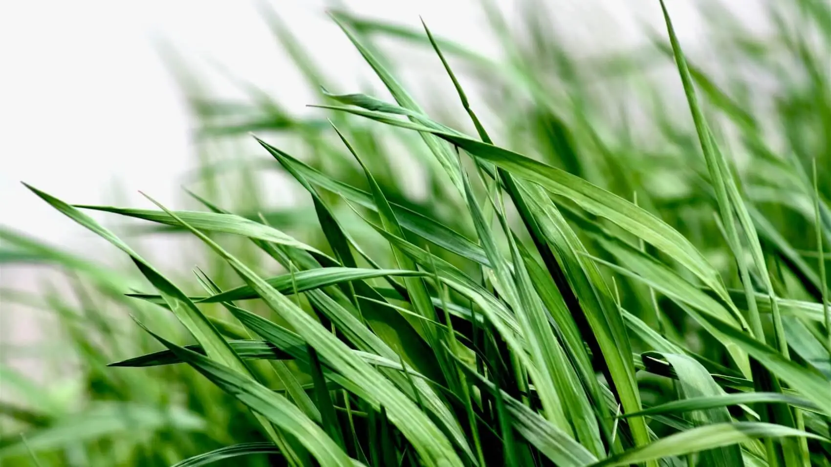 Rekomendasi Rumput Unggul Tahan Cuaca untuk Pakan Ternak Produktif