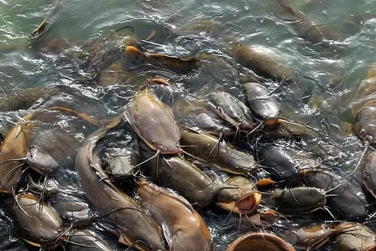 cara membuat pakan lele dari ikan