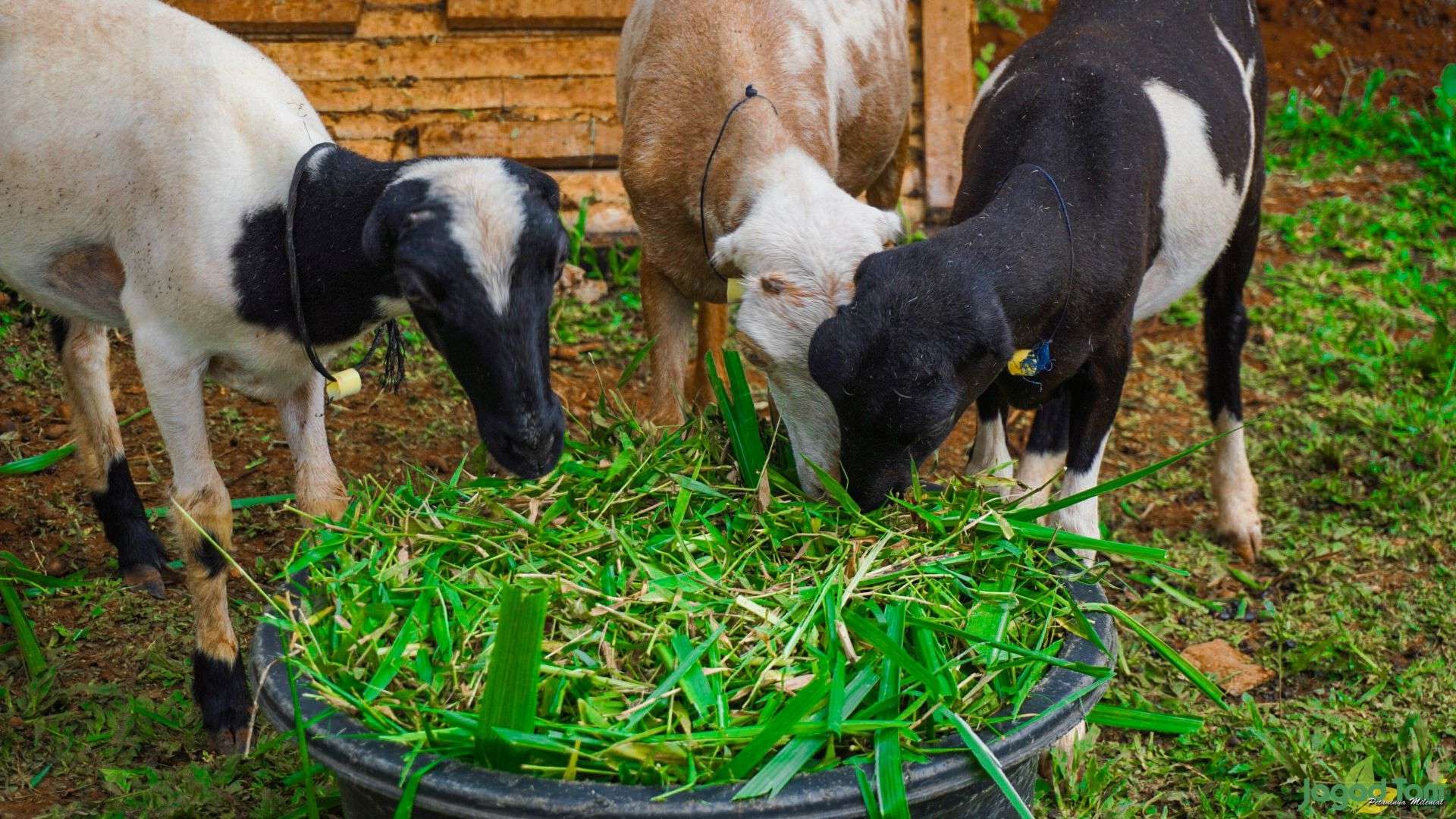 rumput yang bagus untuk pakan kambing