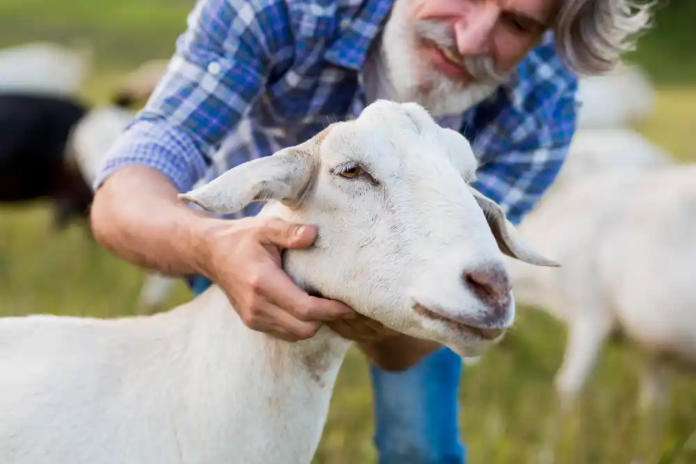 panduan reproduksi kambing modern