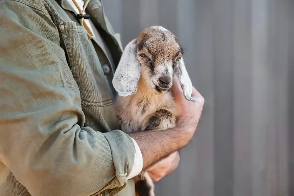 cara merawat anak kambing baru lahir