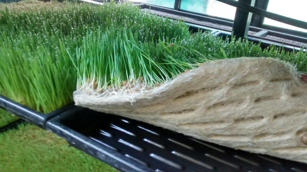 Hijauan Utama Pakan Ternak sebagai Penopang Produktivitas dan Kesehatan Ternak
