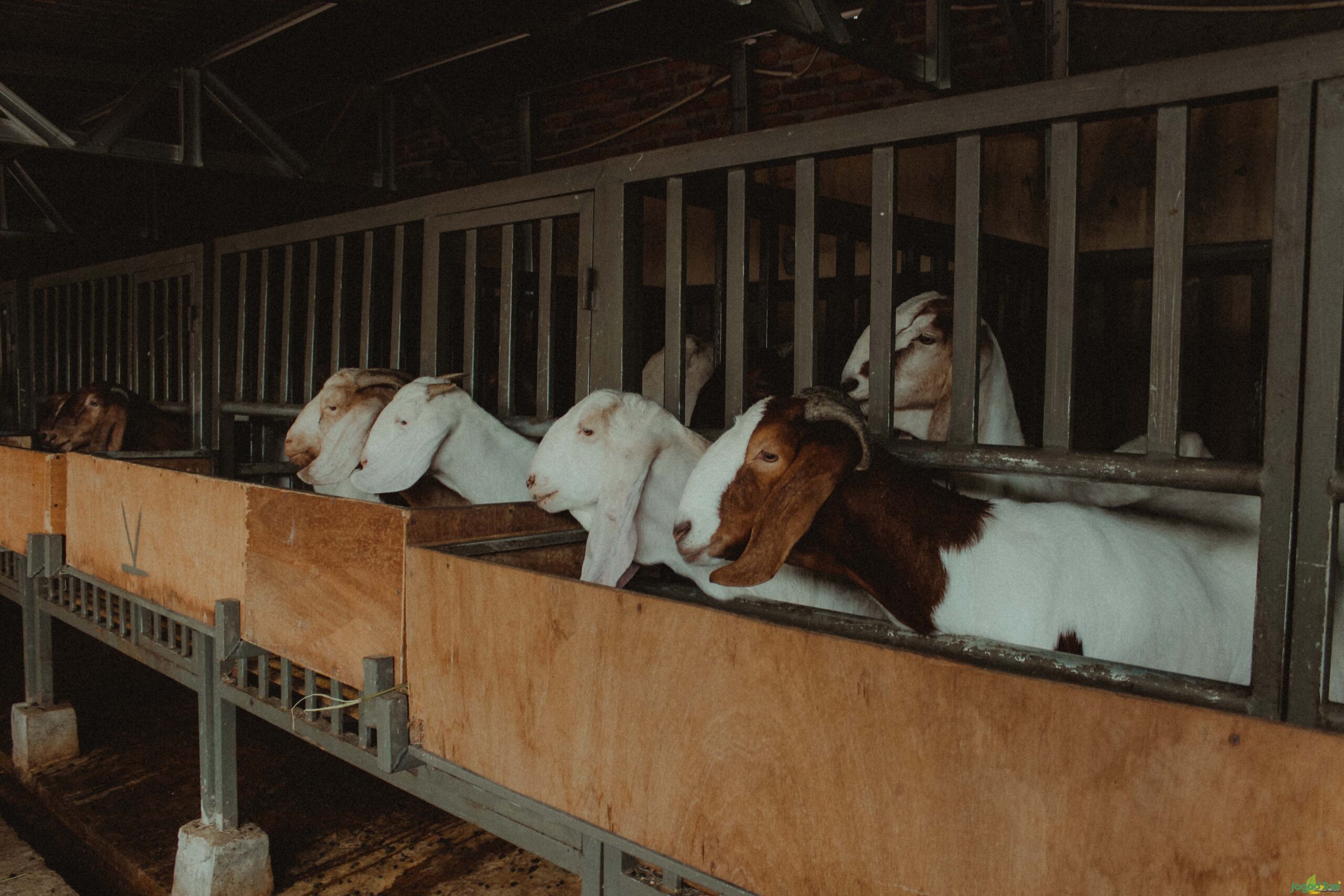 kandang kambing anti hama