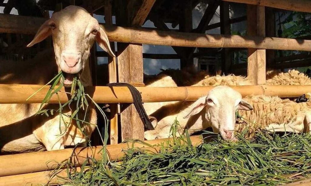cara memulai bisnis kambing rumahan