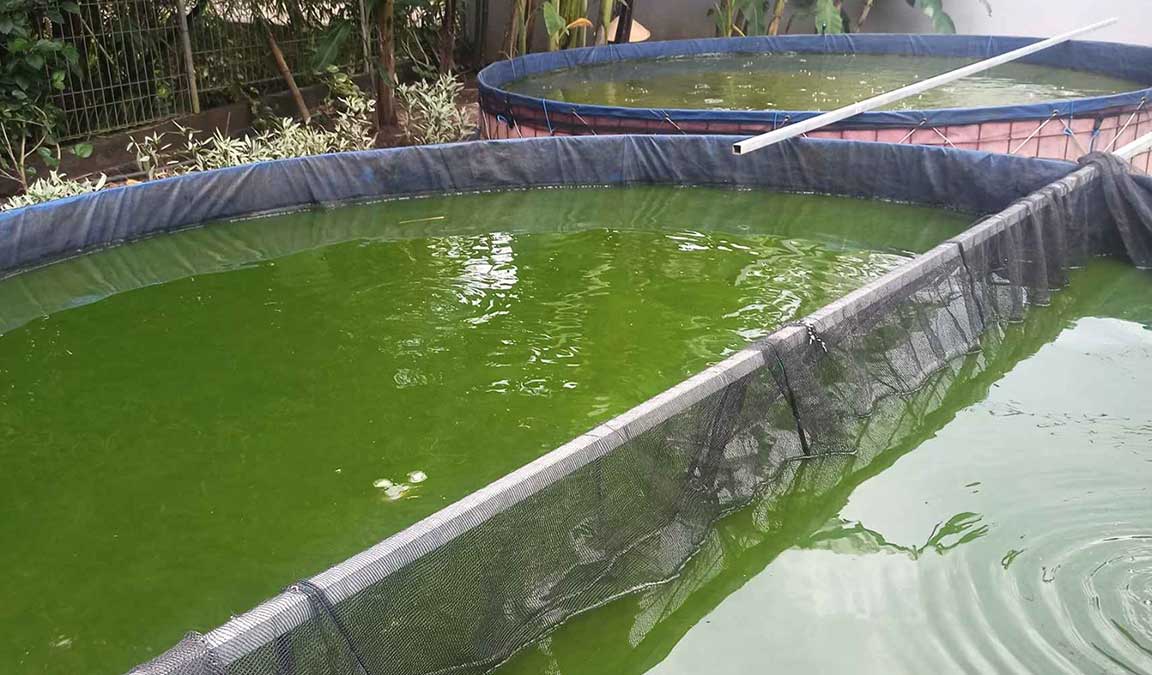 Penggantian Air Kolam Lele Agar Kolam Tetap Sehat dan Produktif