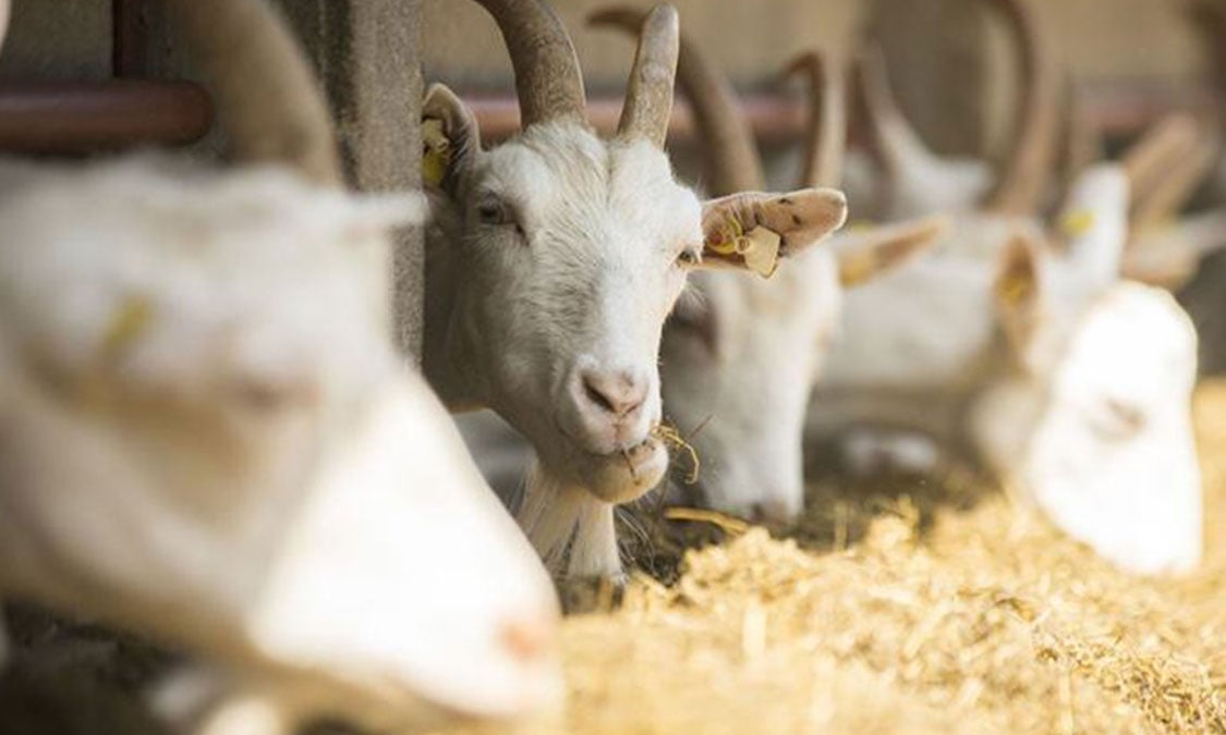 Ternak Kambing Tanpa Tenaga Ekstra untuk Pemula