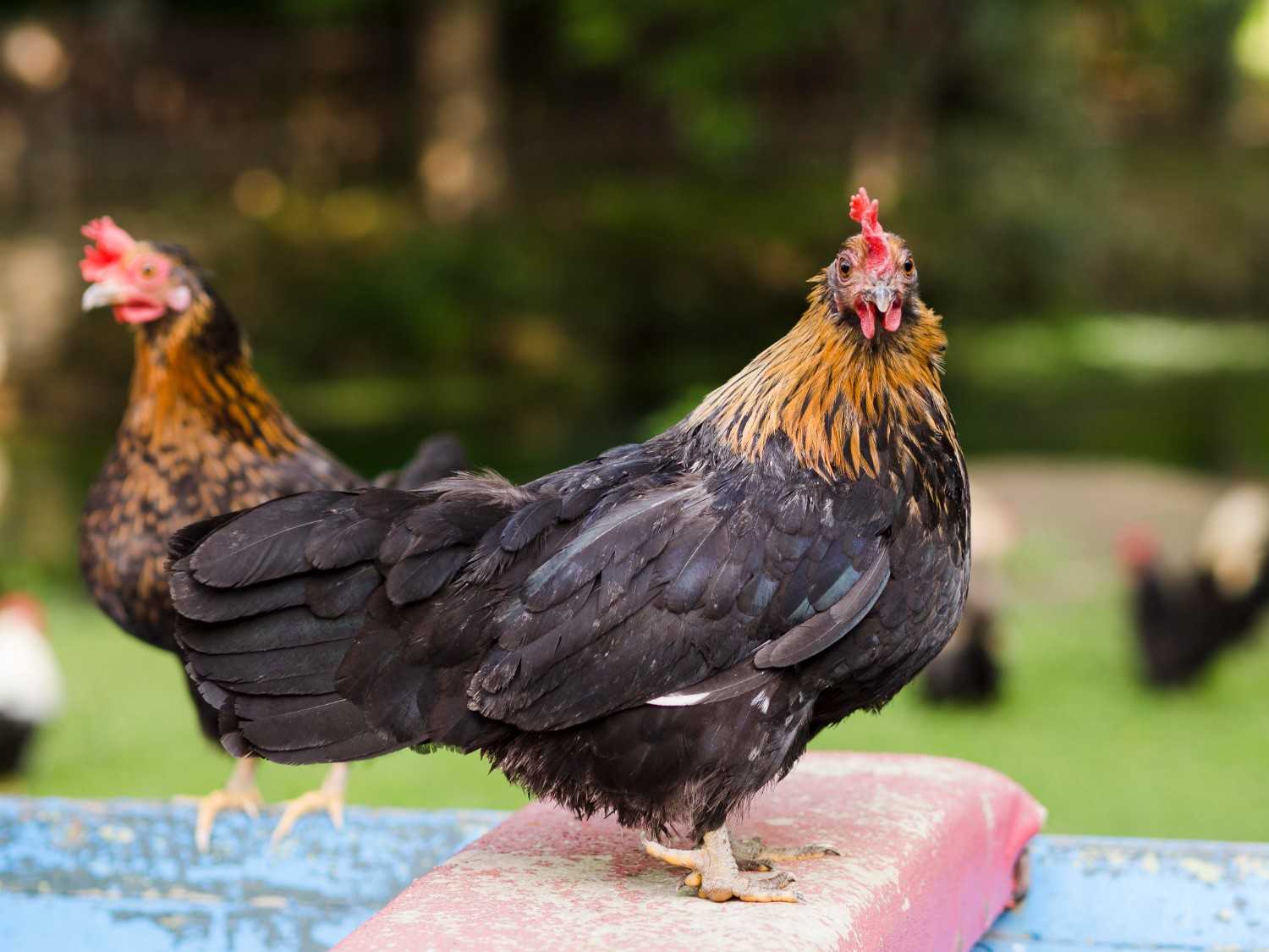 Kegunaan Mesin Pencabut Bulu Ayam untuk Efisiensi Usaha Unggas