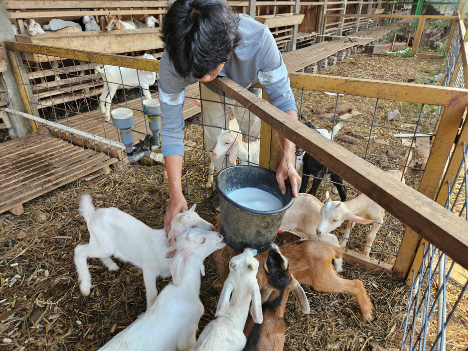 Membangun Perencanaan Finansial: Pentingnya Analisa Modal Ternak Kambing