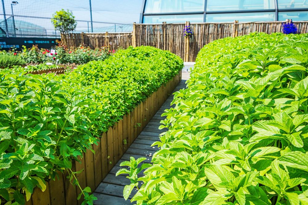 Manfaat Greenhouse Berkualitas untuk Hortikultura