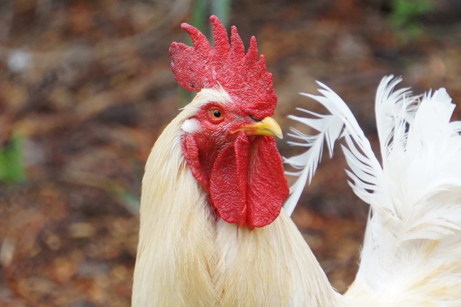 Tujuan Mesin Bubut Bulu Ayam dalam Proses Pengolahan Ayam