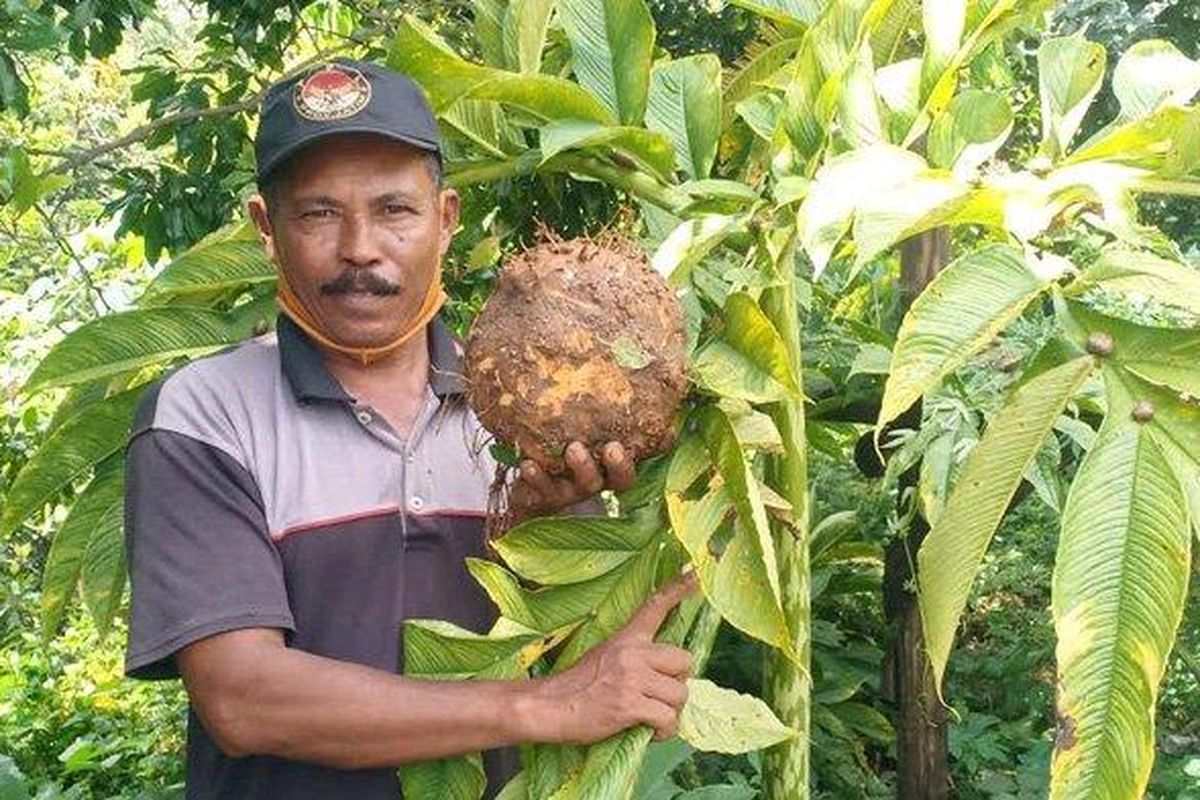 Dukungan Pemerintah Untuk Petani Porang Dalam Meningkatkan Produksi