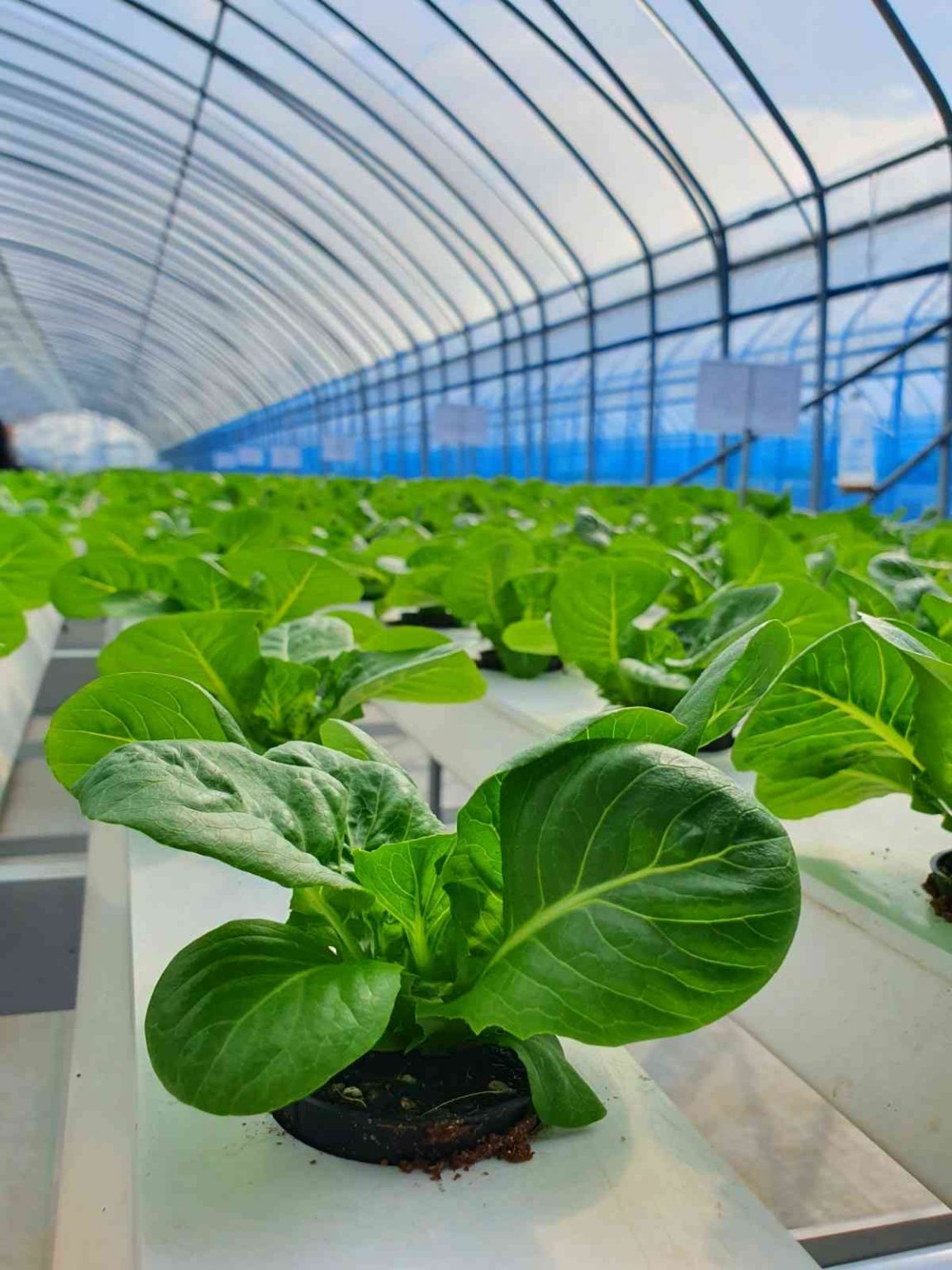 Cara Meningkatkan Hasil Panen Greenhouse Secara Optimal