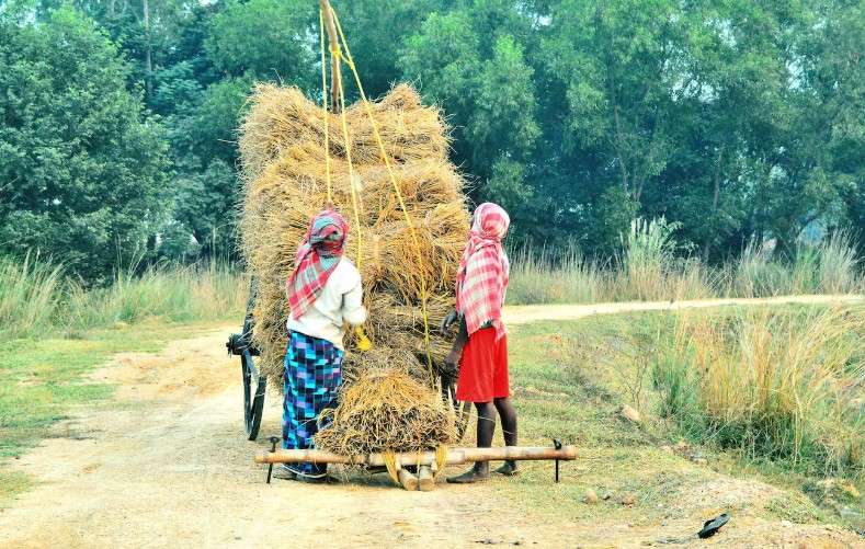 Usaha Pertanian yang Menguntungkan di Pedesaan untuk Menambah Pendapatan