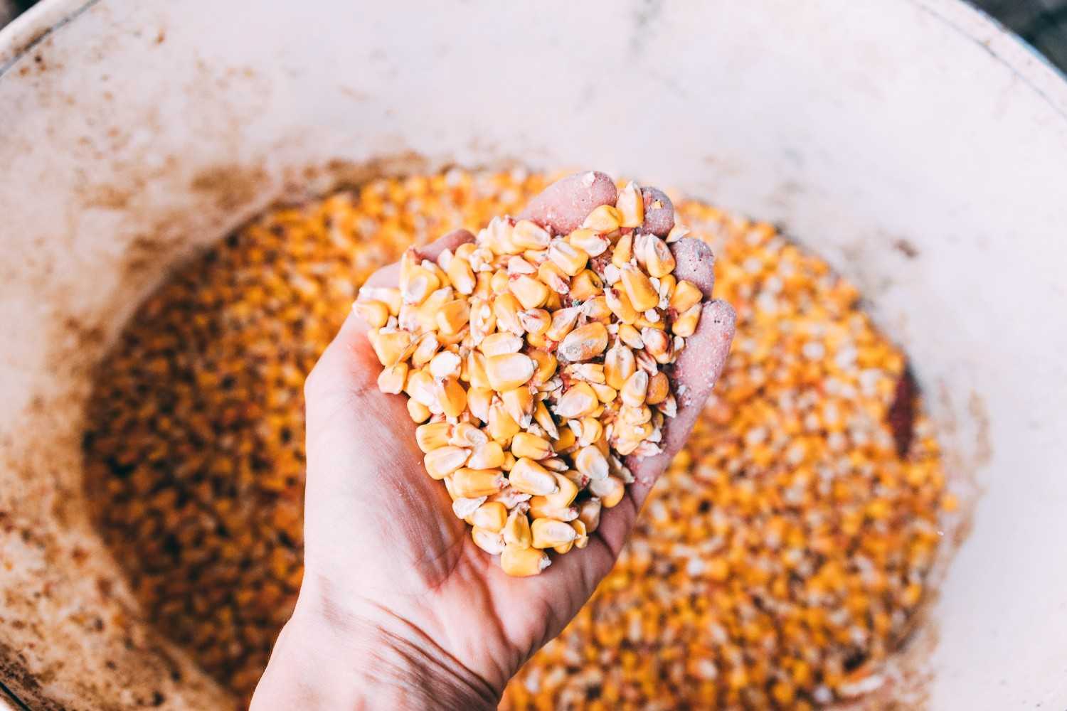 Cara Mengurangi Biji Rusak Saat Produksi agar Hasil Lebih Berkualitas