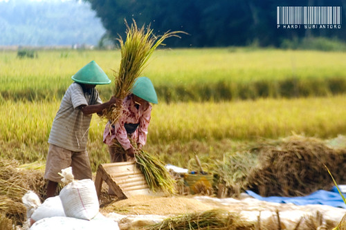 perbedaan panen padi manual dan mesin