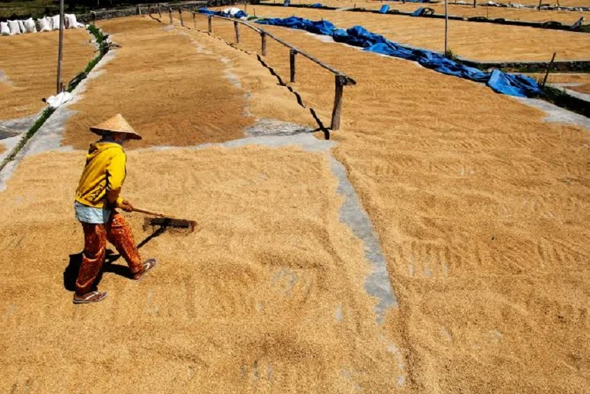 manfaat combine harvester untuk mempercepat panen