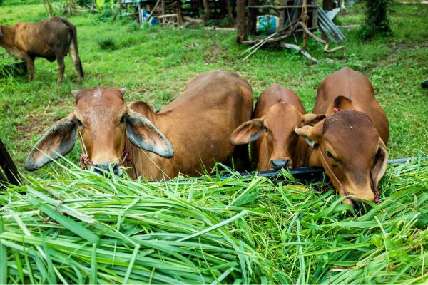 cara mencacah rumput untuk pakan ternak