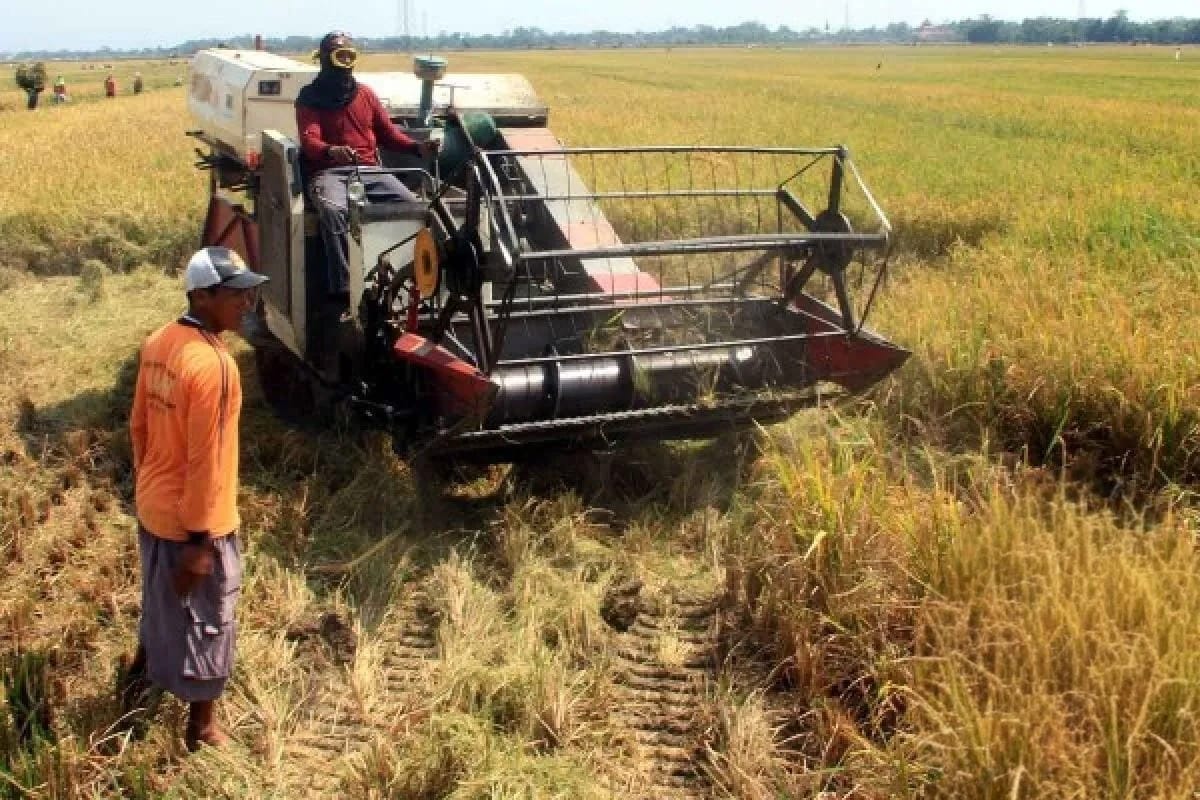 Cara Mempercepat Proses Panen agar Lebih Efisien