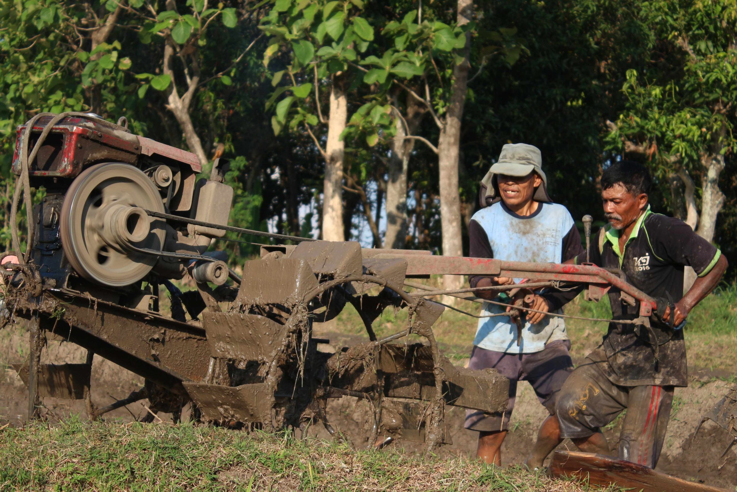 Teknik Mengolah Tanah Sawah agar Lebih Efisien dan Subur