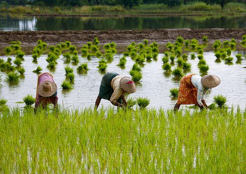 Keuntungan Menggunakan Jasa Tanam Jogja untuk Pertanian