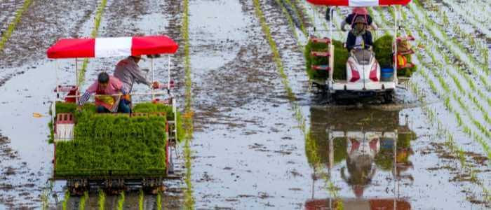 Kebutuhan Percepatan Tanam Padi Sawah