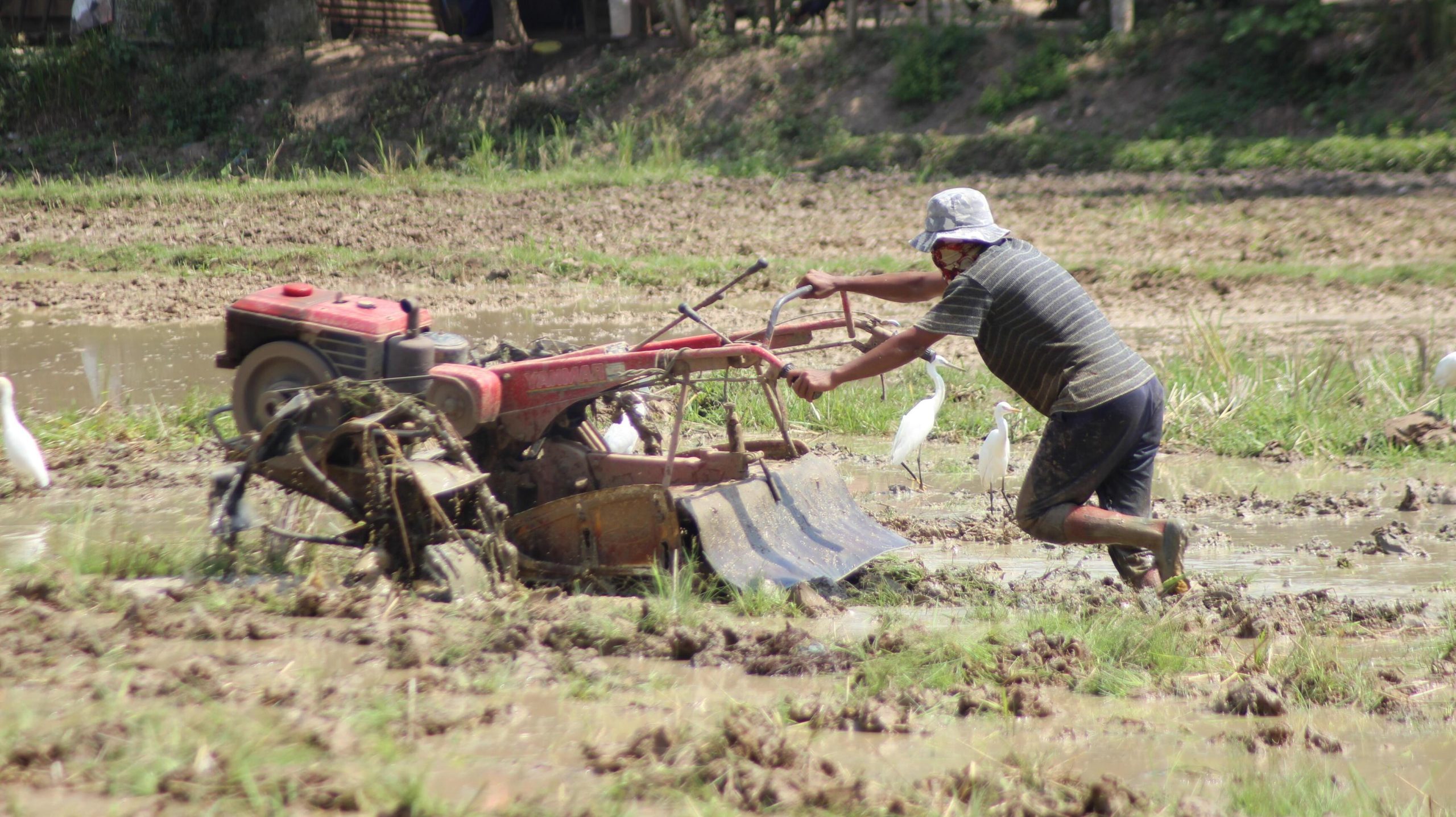 teknik mengolah tanah sawah setelah panen