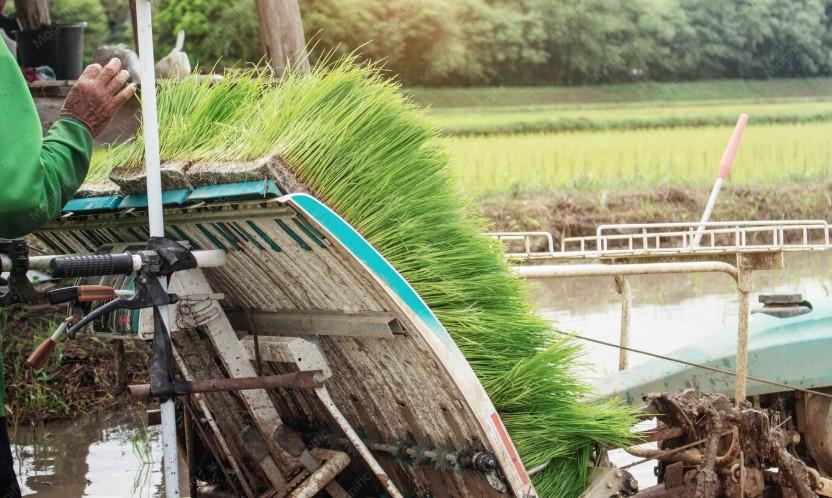 Solusi Penggilingan Padi Untuk Daerah Terpencil Secara Efektif