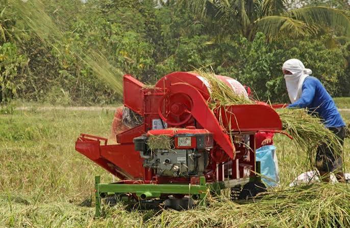 Cara Meningkatkan Hasil Perontokan Padi Sawah