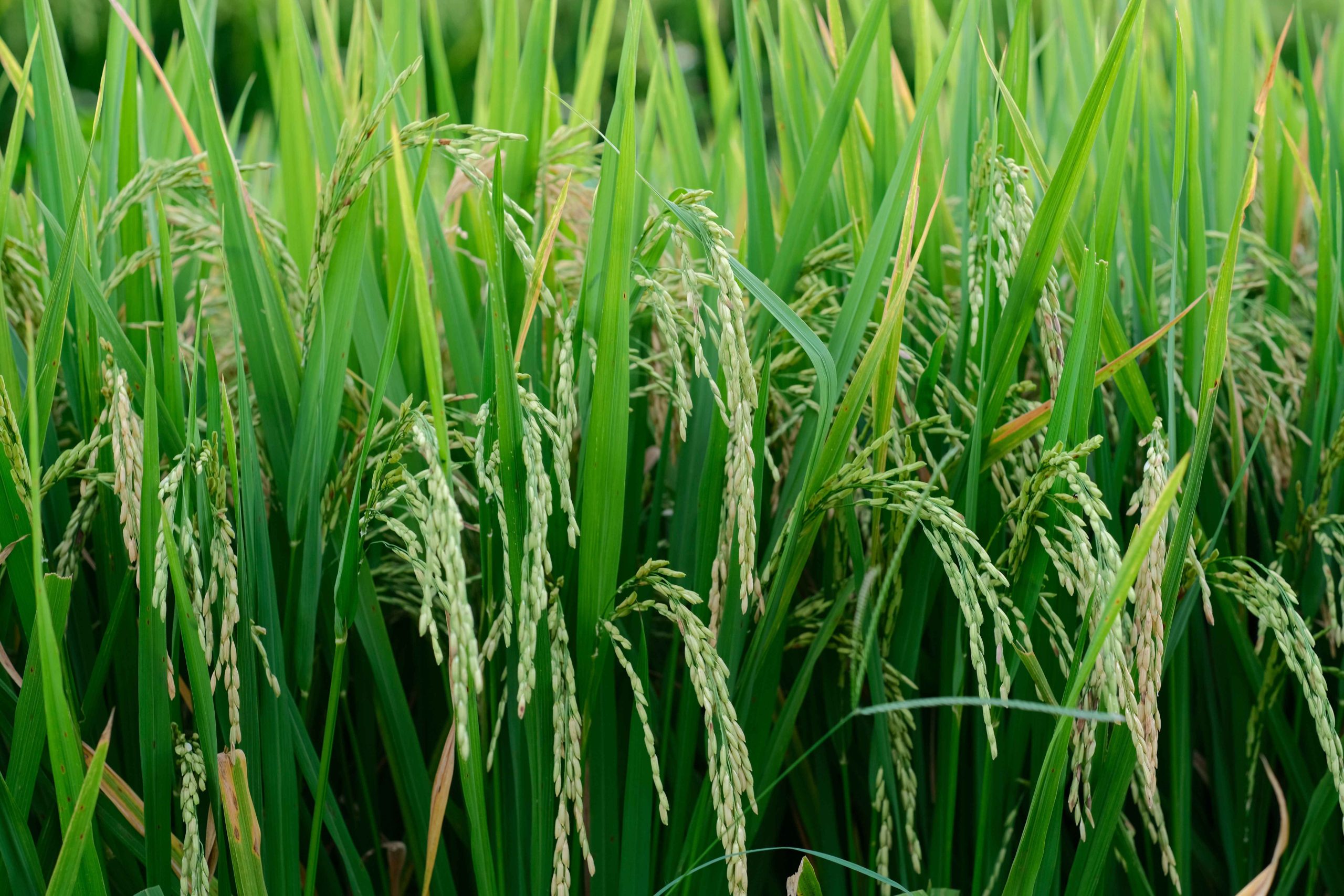 Pengendalian Tikus Sawah Berkelanjutan agar Panen Tetap Optimal