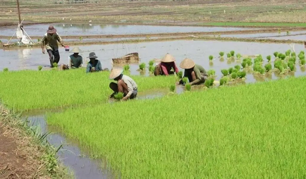 Tips Mempercepat Penanaman Padi sekaligus Meningkatkan Kapasitas Kerja