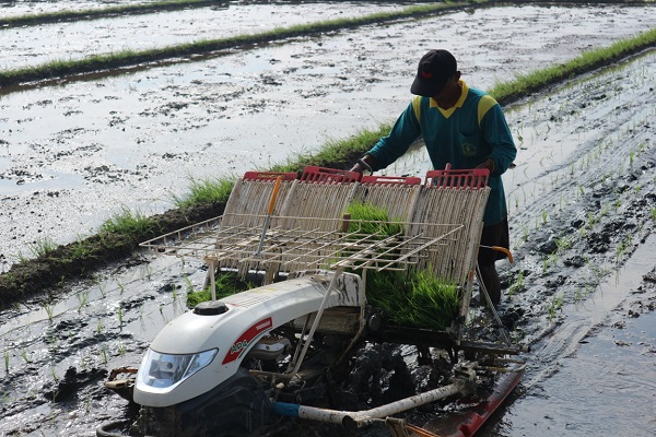 Cara Meningkatkan Produktivitas Lahan Sawah agar Lebih Optimal