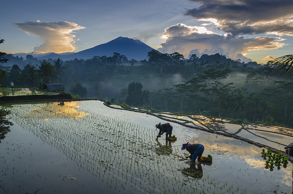 metode tanam padi yang efisien