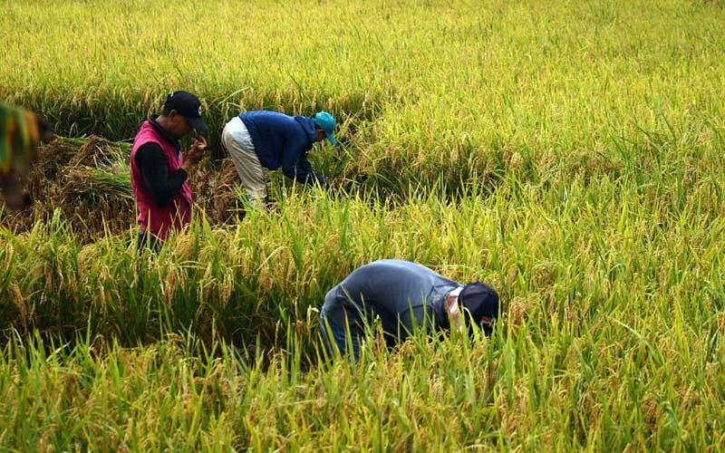 Perbedaan Panen Padi Manual dan Mesin