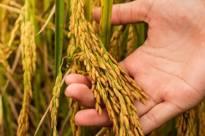 Manfaat Mesin untuk Panen Padi yang Membantu Petani Bekerja Lebih Efisien