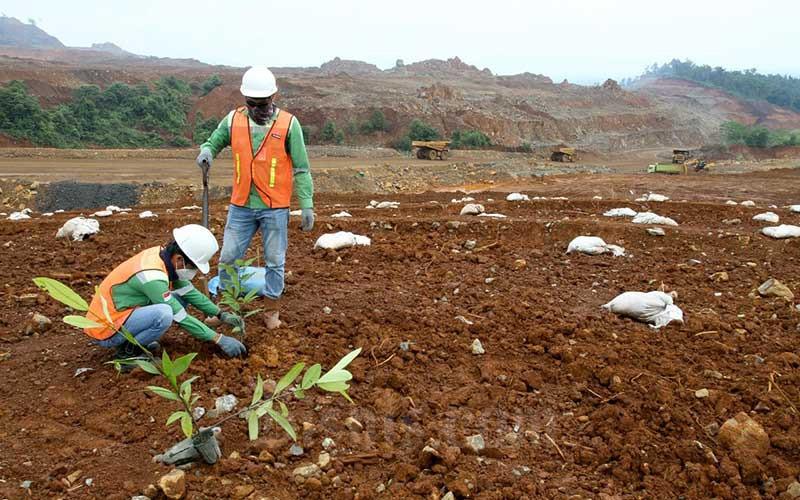 Manfaat Tanaman Pionir dalam Proses Reklamasi Lahan